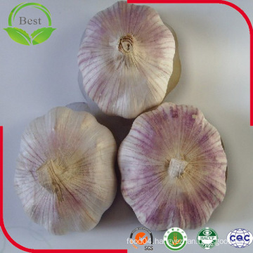 2016 New Crop Fresh Normal White Garlic